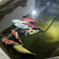 聽海聞馫