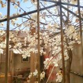lczhd