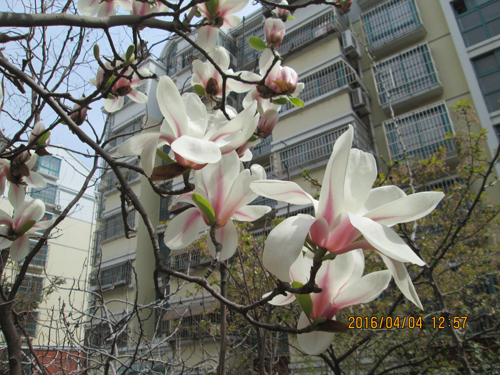 二乔玉兰花朵.JPG