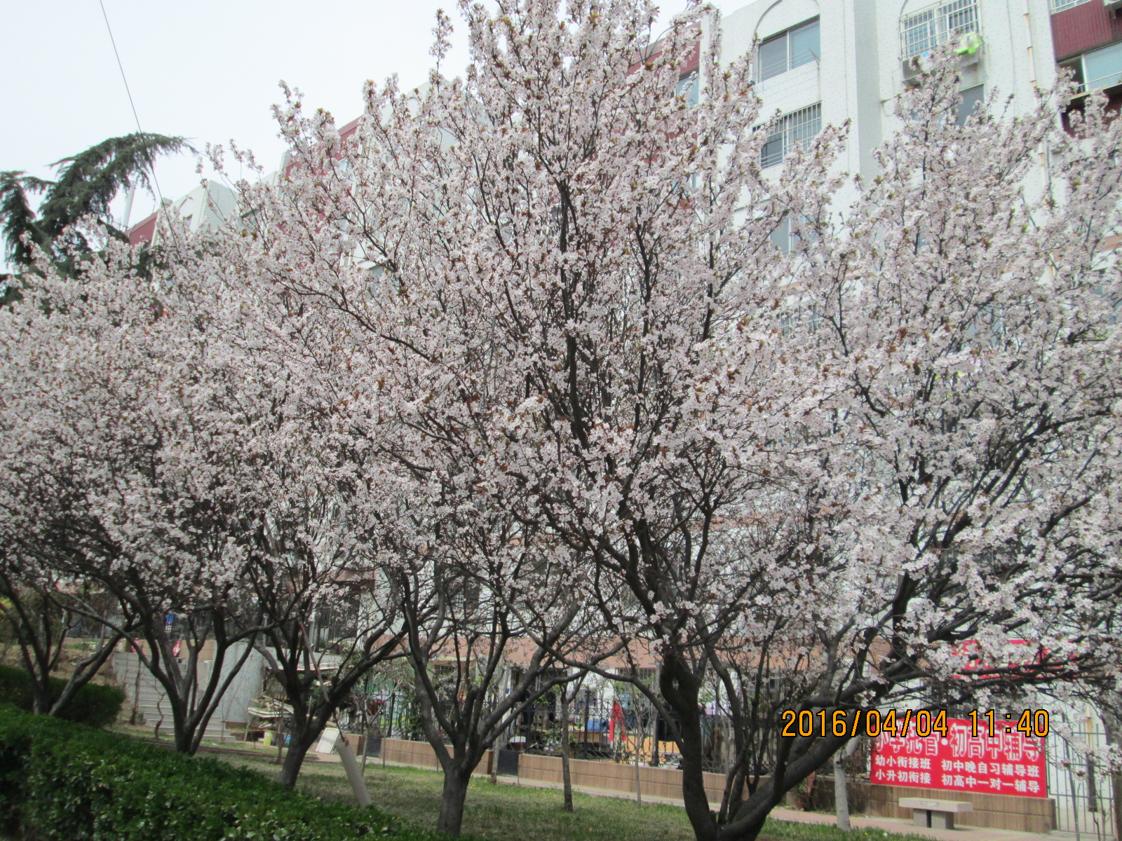 紫叶李远景1.JPG