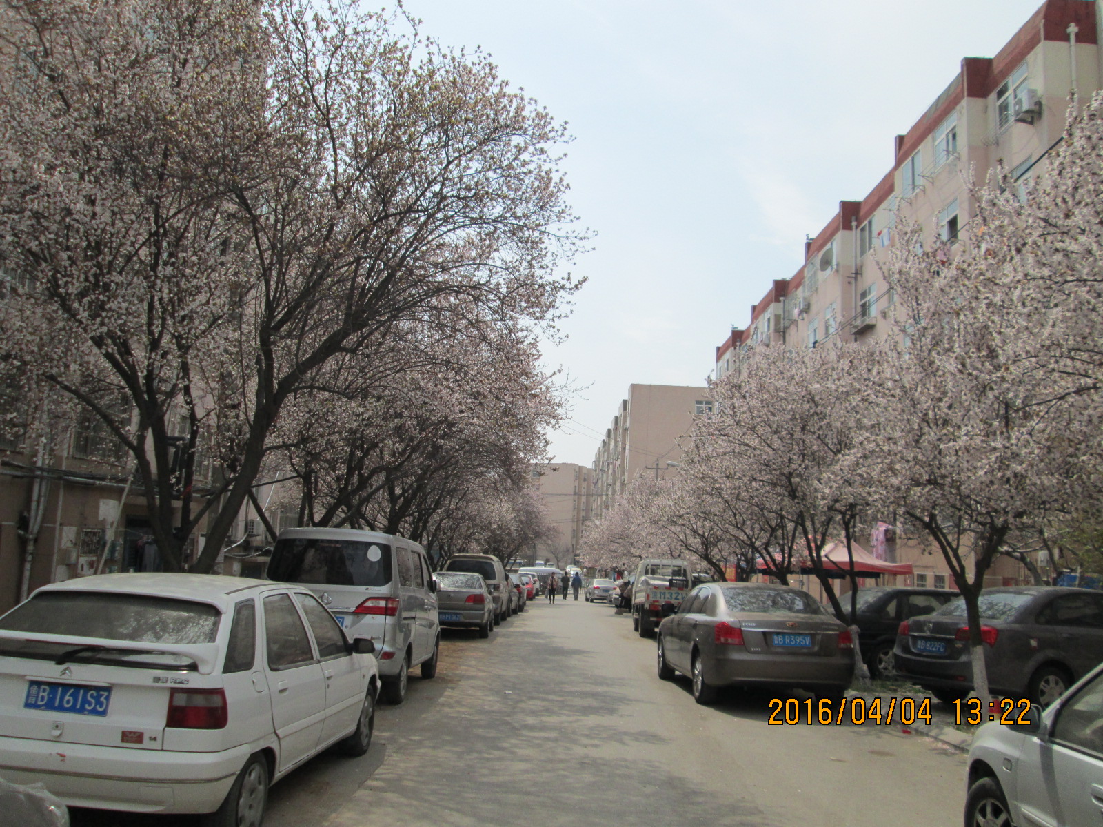 紫叶李远景2.JPG