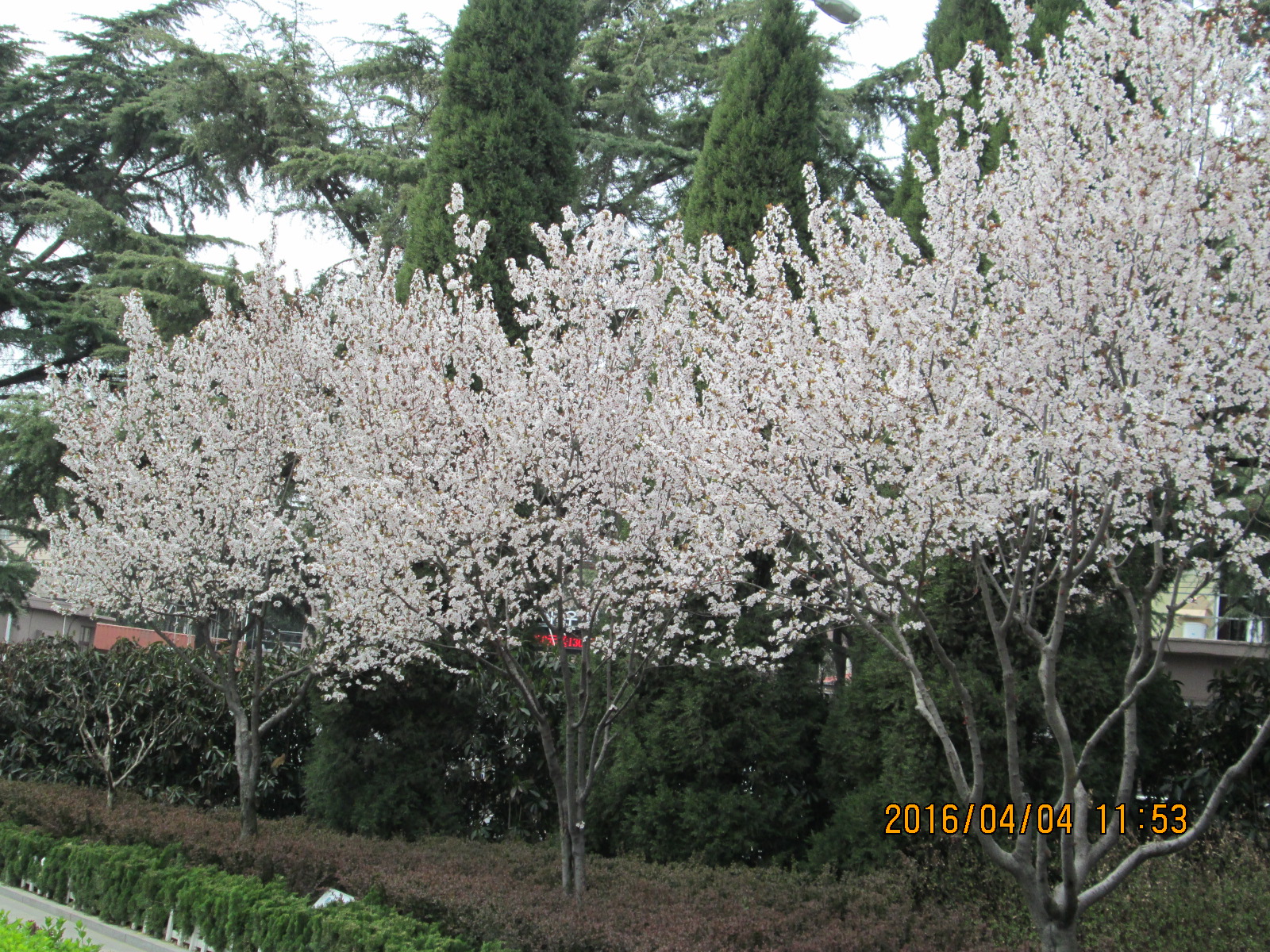 紫叶李远景3.JPG