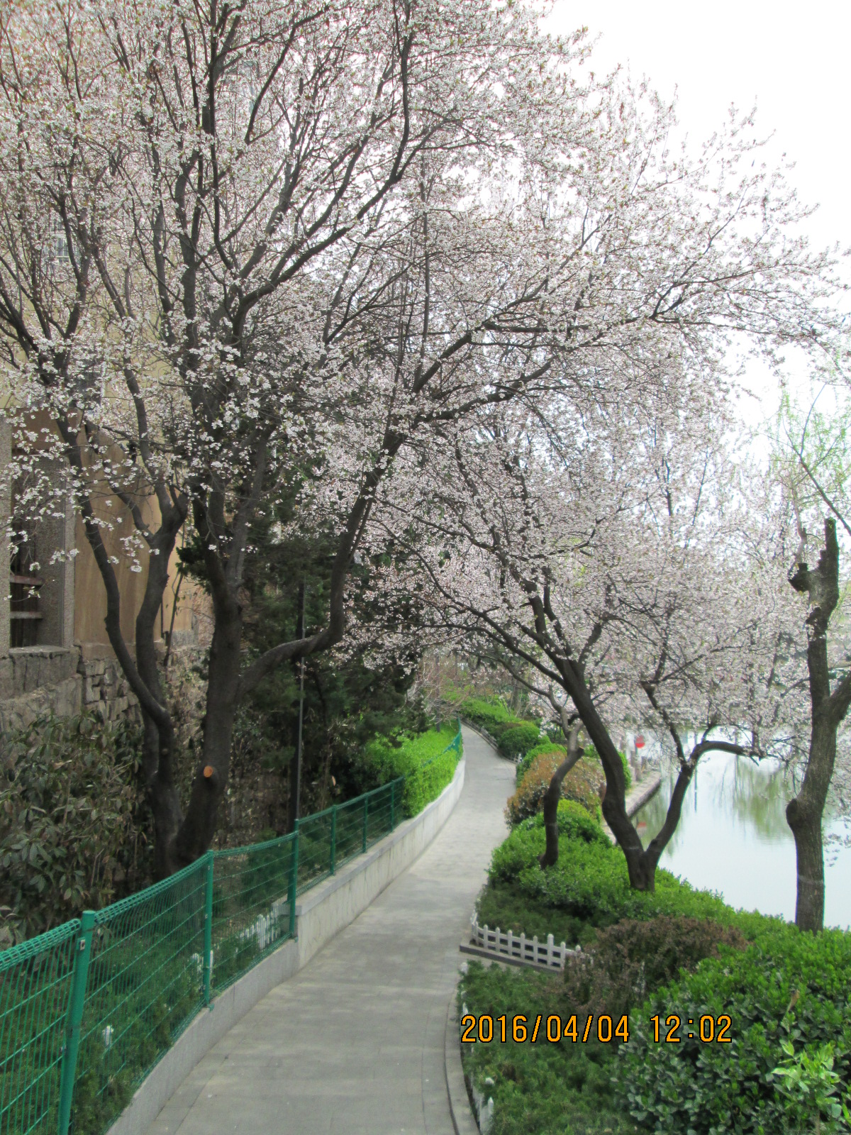 紫叶李远景5.JPG