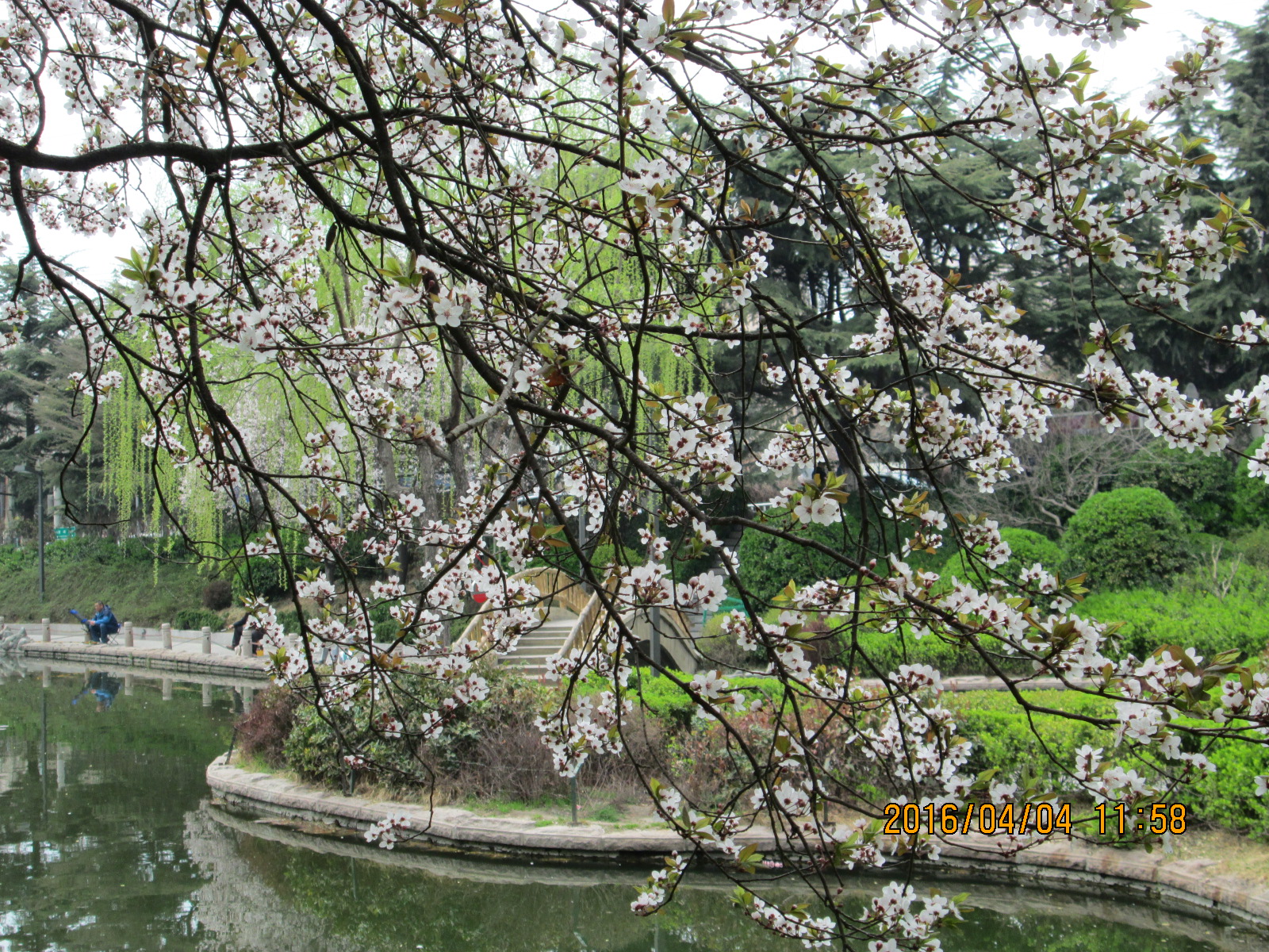 紫叶李近景1.JPG