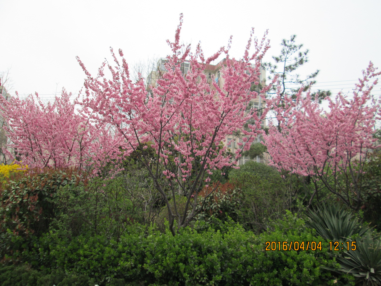 美人梅远景.JPG