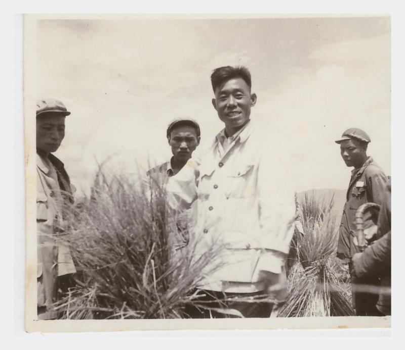 1958年姚安参加收稻子.jpg